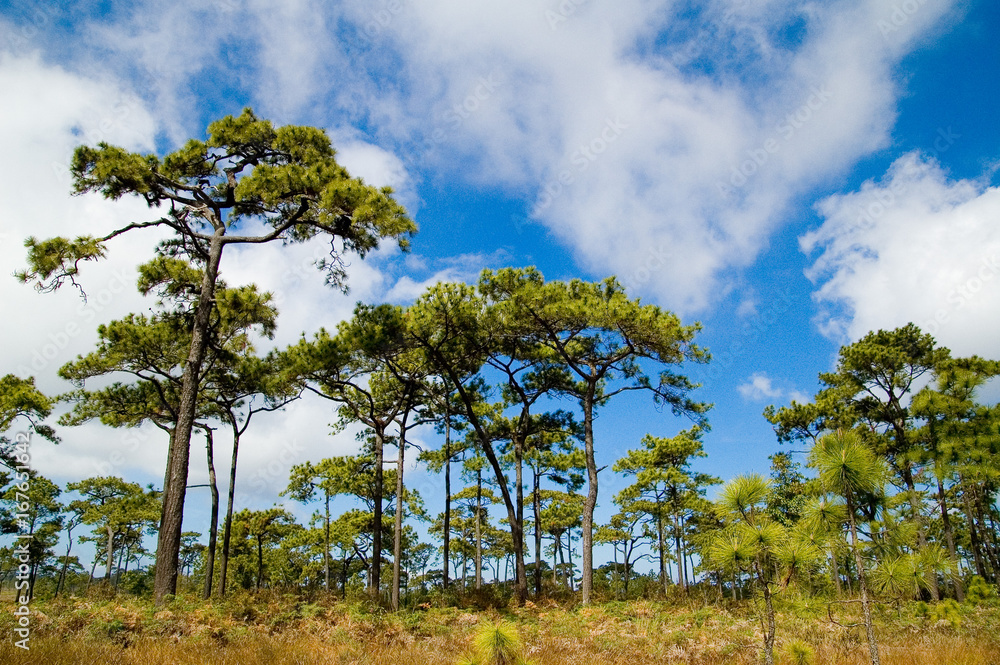 Phu Kradueng National Park. forest Phu Kradueng National Park. forest