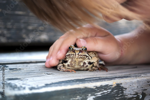 cute young child girl playing with a frog toad