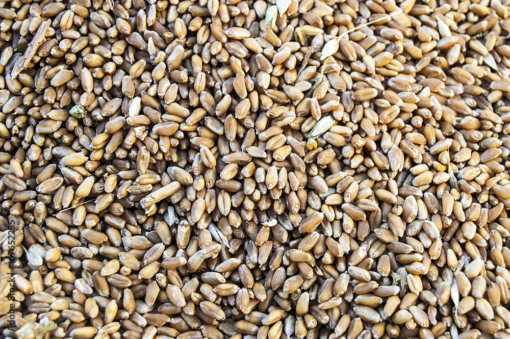 New harvested wheat pictures on the field, harvested wheat flour ready to be made,
New harvested wheat pictures on the field, harvested wheat flour ready to be made,