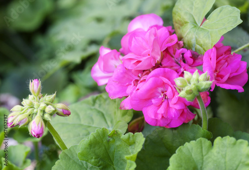 Fototapeta Naklejka Na Ścianę i Meble -  Pink Pelargonium flowers