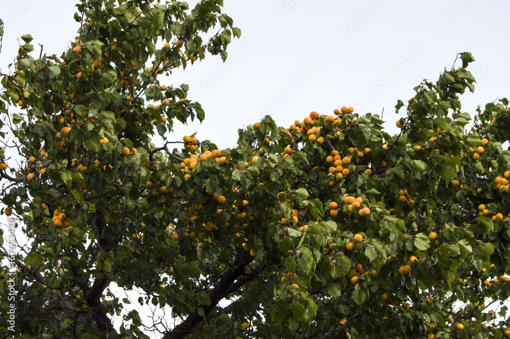 apricot trees and mature fruits spilled on the ground,fruity apricot trees,

