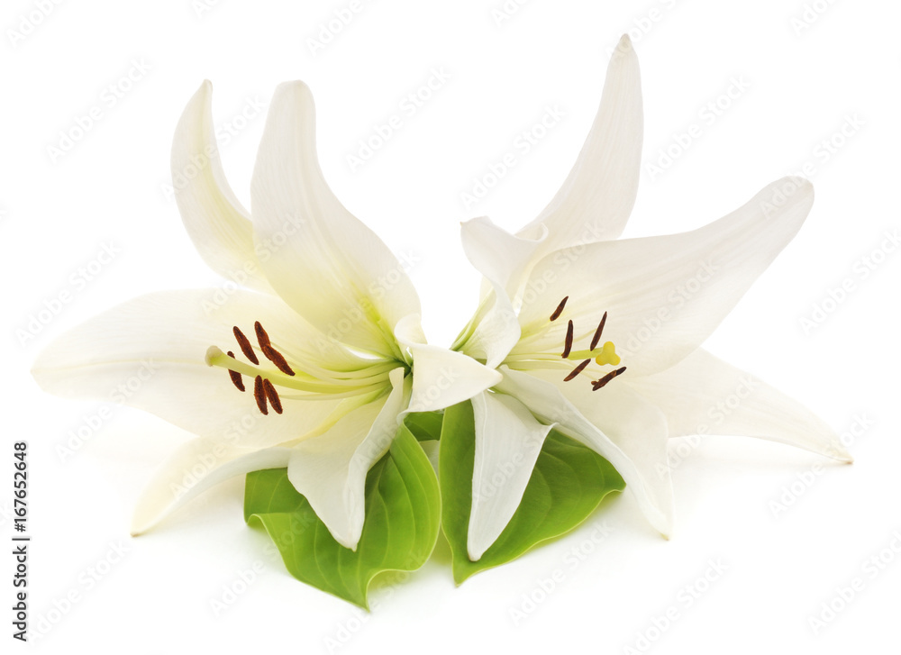 Two white lilies.