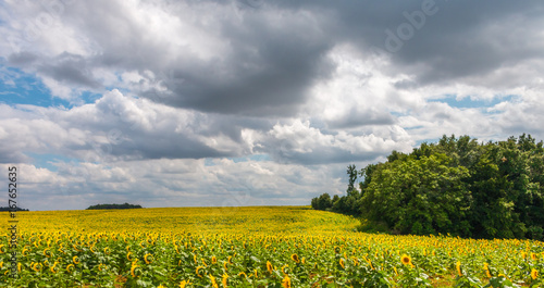 sunflower field in france