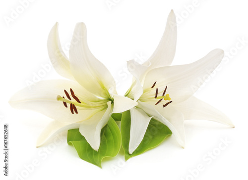Two white lilies.