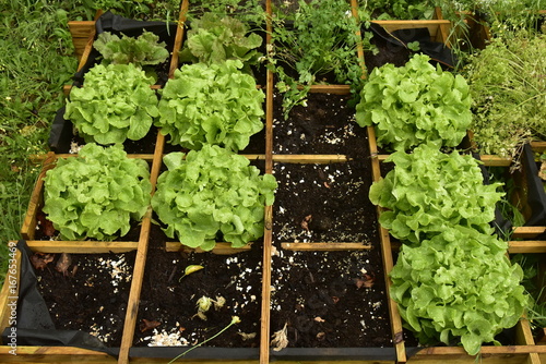 Tableau sur toile Plantation de salades et autres plantes comestibles en casier