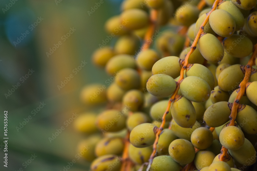Naklejka premium Palm dates growing on the palm tree