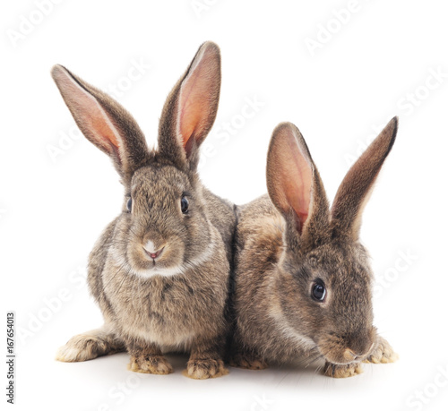 Two rabbits.