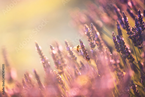 A bee in lavender fields near Valensole  Provence  France