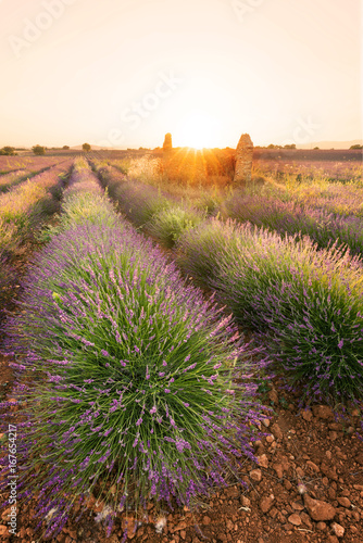 Lavender fields near Valensole  Provence  France