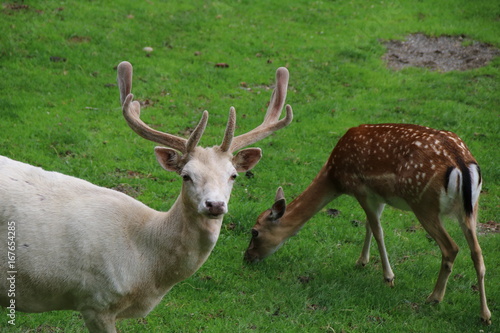 Fallow Deer  Dama dama    White Male Buck  Spotted Female Doe  Dama dama 