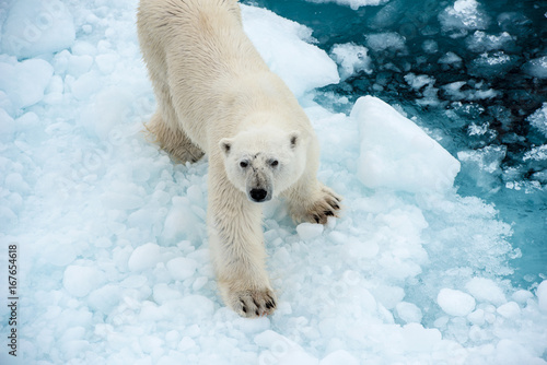 Canvas-taulu Polar bear stare