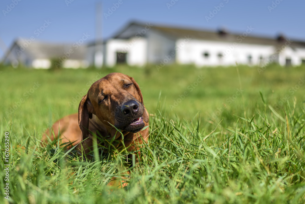 A portrait of Rhodesian Ridgeback on the grass A portrait of Rhodesian Ridgeback on the grass
