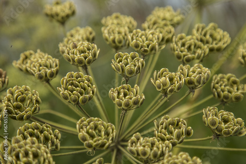 Isolated Close Up View Conium Maculatum aka Hemlock Seed Heads After the Bloom Has Gone, Against Out of Focus Background photo