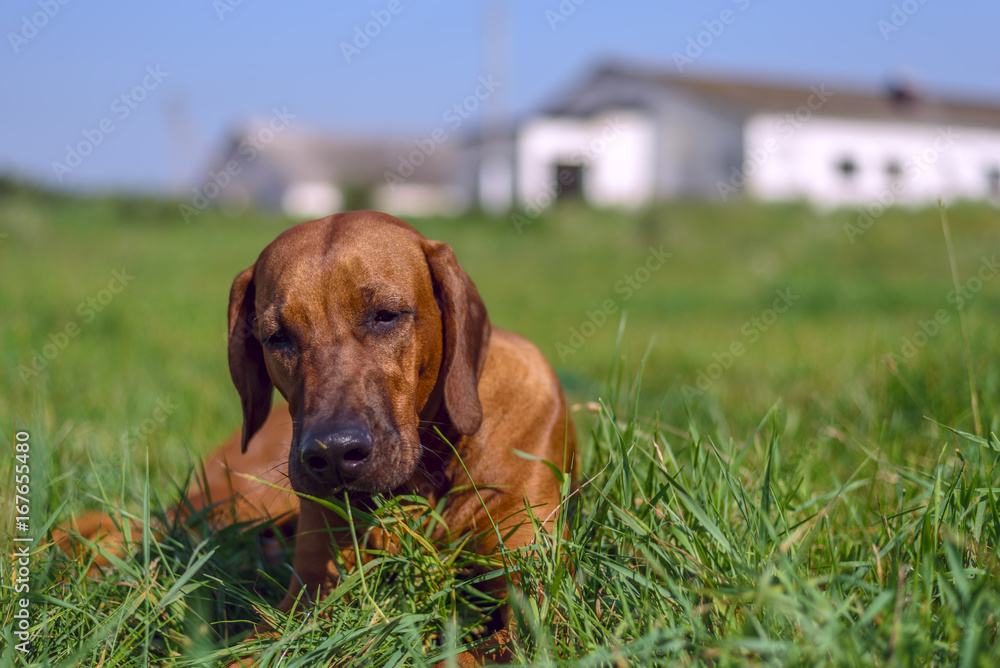 A portrait of Rhodesian Ridgeback on the grass