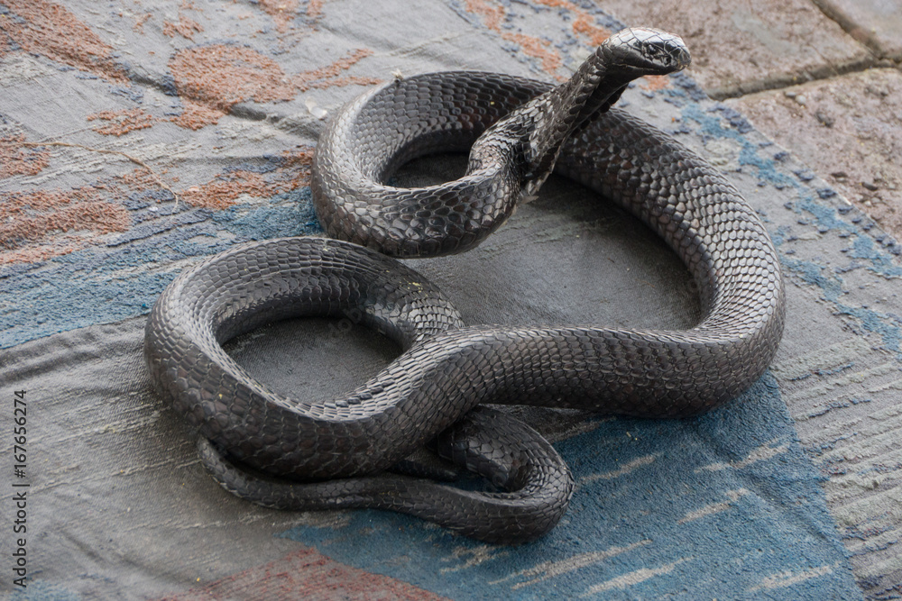 Obraz premium Black Cobra in Marrakech
