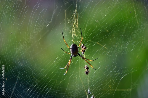 Golden orbweaver spider (Nephila plumipes)