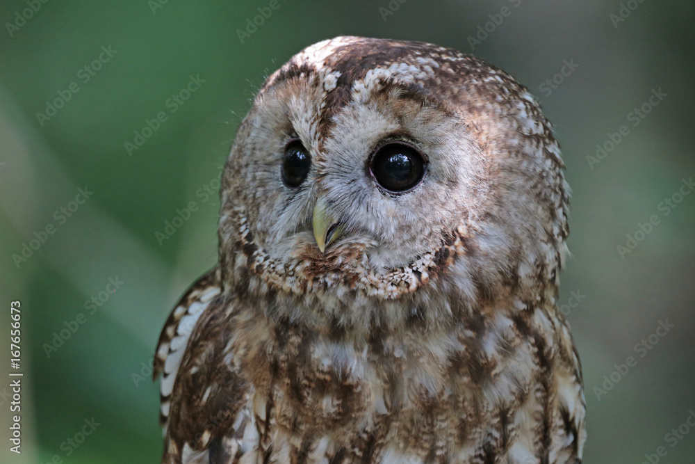 Fototapeta premium Waldkauz Portrait Hintergrund unscharf