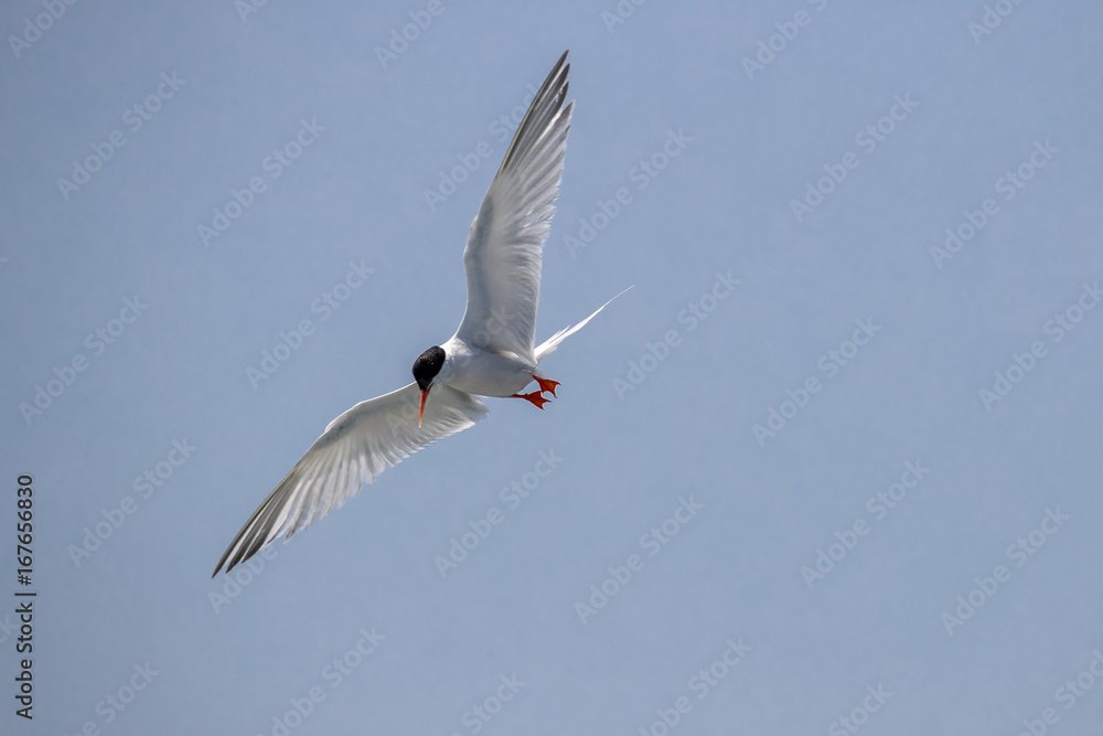 Obraz premium Bird in flight - Roseate Tern