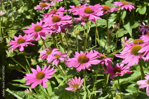 Echinacea 'Pow Wow Wild Berry' - beautiful purple flowers