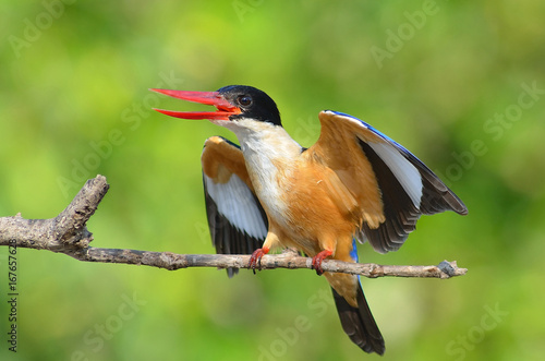 Fototapeta Kingfisher Halcyon pileata