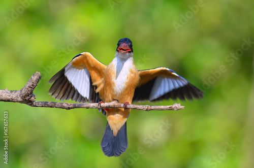 Kingfisher Halcyon pileata