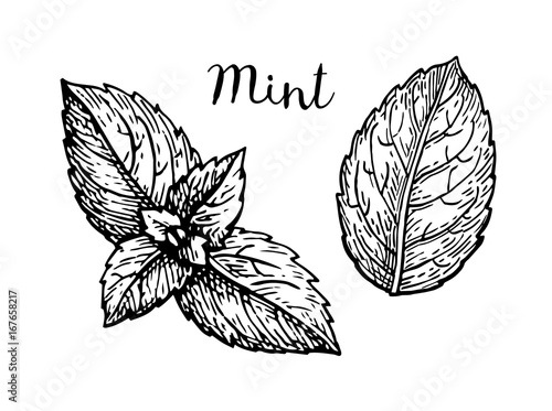 Ink sketch of mint leaves.