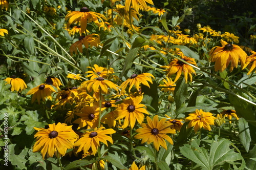 Rudbeckia fulgida - beautiful, daisy-like yellow flower 