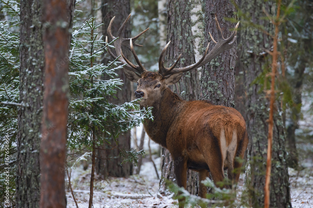 Beautiful Adult Deer With Big Horns And Careful Look In Thicket Of Pine Winter Forest. European Wildlife Landscape With Snow And Red Deer With Big Antlers. Elk / Trophy Elk. One Stag In Pine Forest..