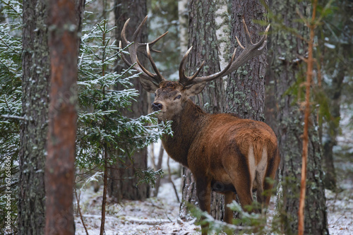 Obraz na płótnie Beautiful Adult Deer With Big Horns And Careful Look In Thicket Of Pine Winter Forest. European Wildlife Landscape With Snow And Red Deer With Big Antlers. Elk / Trophy Elk. One Stag In Pine Forest.. w salonie