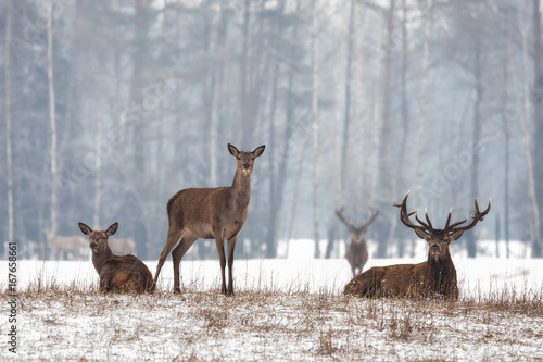 Obraz na płótnie Siesta.Small Herd Of Noble Reindeer ( Red Deer,Cervus Elaphus,Cervidae ) Resting On A Hillock At Background Of Foggy Winter Forest.Three Red Deer With A Watchful Eye.Scene From The Wildlife Of Belarus w salonie