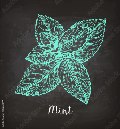 Chalk sketch of mint