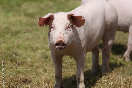 Pigs farming raising breeding in animal farm rural scene © acceptfoto