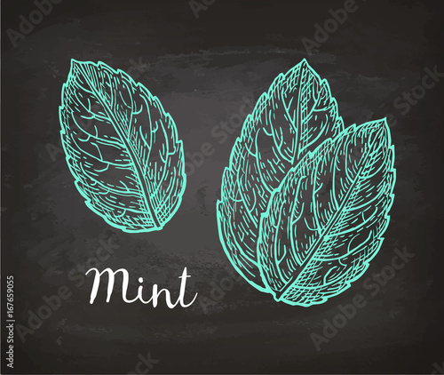 Chalk sketch of mint