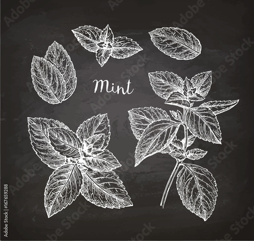 Chalk sketch of mint