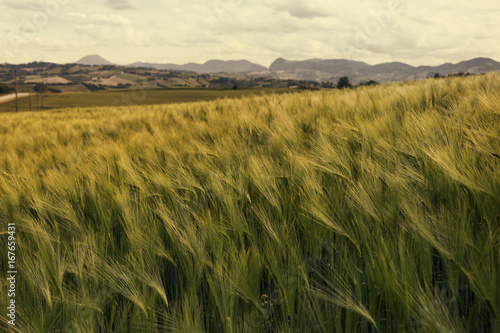 Green wheat field at sunsut