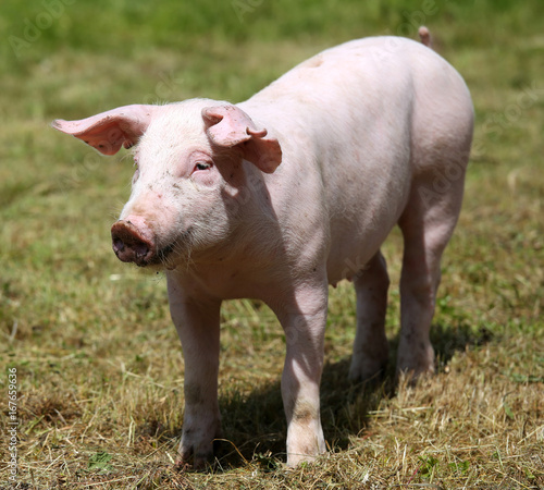 Piglet enjoying sunshine on green grass near the farm