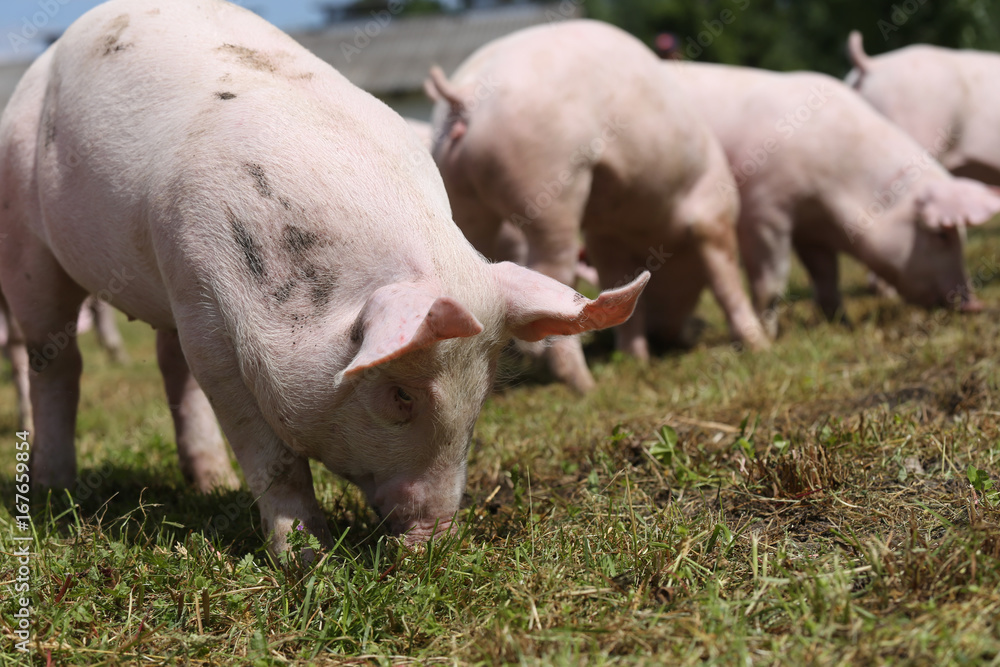 Closeup shot of young pigs on animal farm summertime Closeup shot of young pigs on animal farm summertime