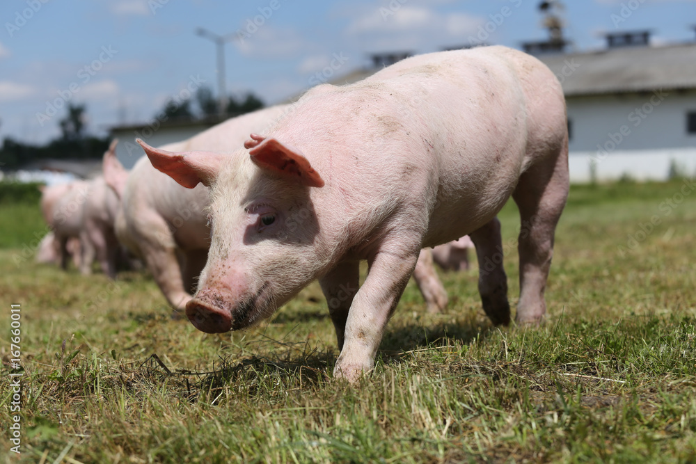 Group of small pigs eating fresh green grass on the meadow Group of small pigs eating fresh green grass on the meadow