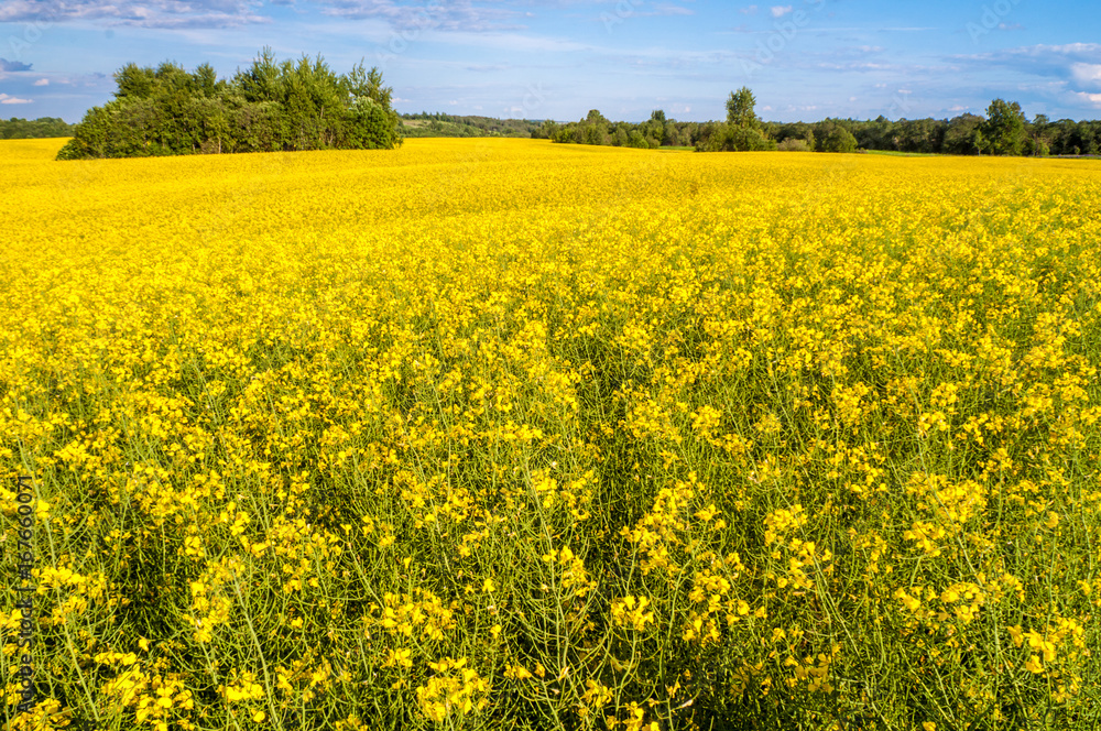 Obraz premium A perspective view at the colza field
