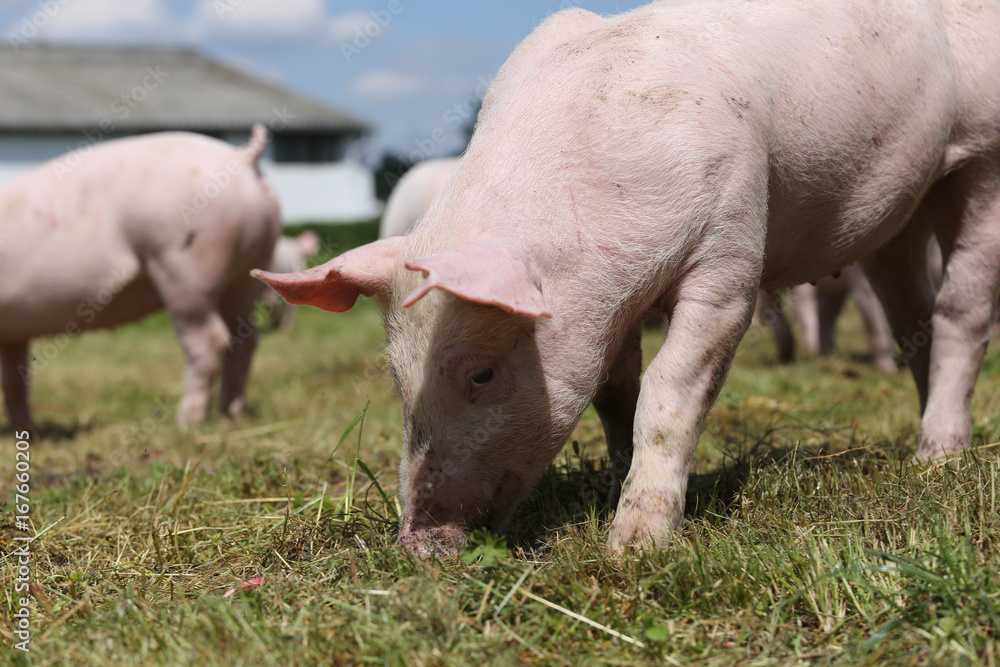 Group of small pigs eating fresh green grass on the meadow Group of small pigs eating fresh green grass on the meadow