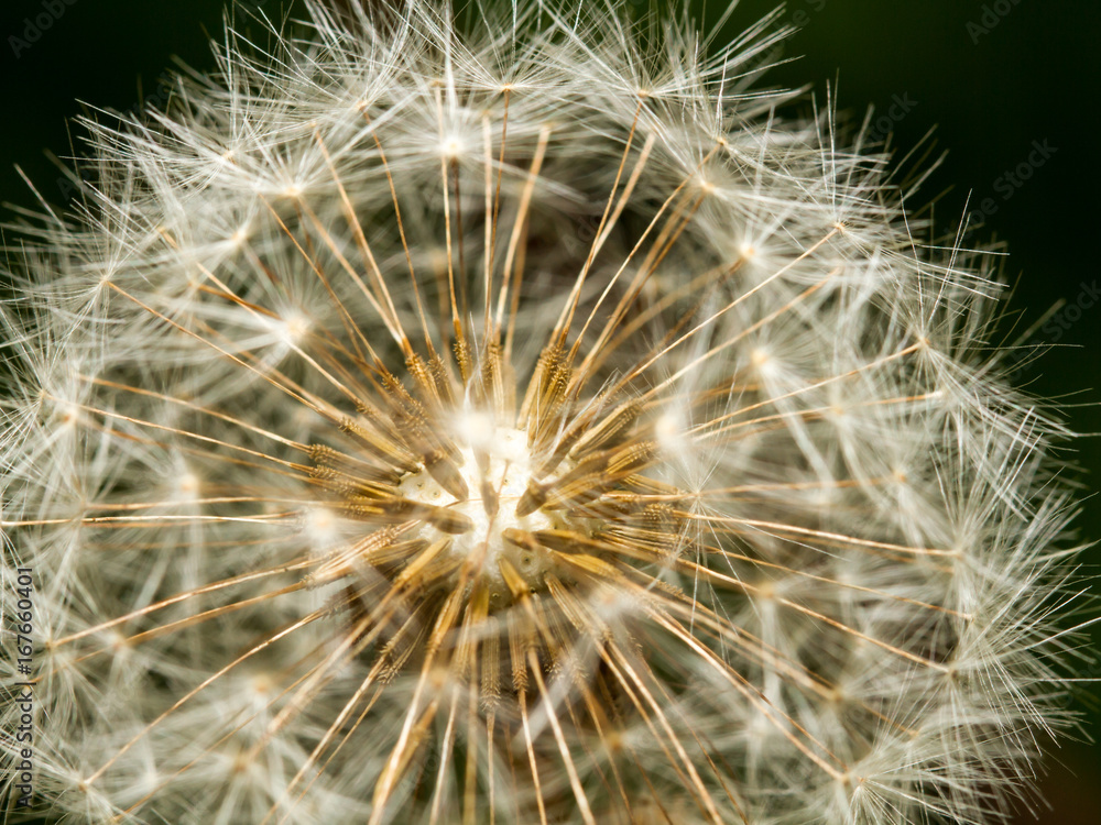 Samen vom Löwenzahn, Makrofotografie Samen vom Löwenzahn, Makrofotografie