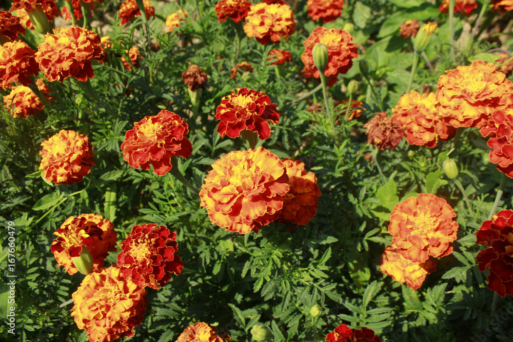 marigolds_MG_6820 marigolds_MG_6820