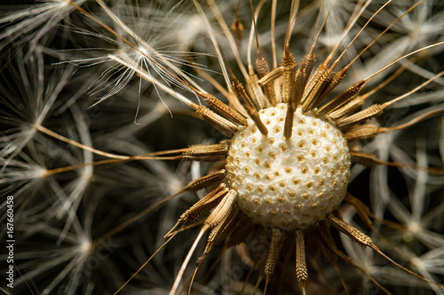 Fototapeta Naklejka Na Ścianę i Meble -  Samen vom Löwenzahn, Makrofotografie