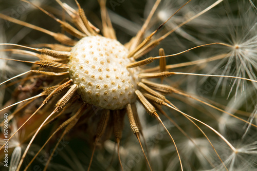 Fototapeta Naklejka Na Ścianę i Meble -  Samen vom Löwenzahn, Makrofotografie