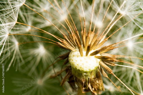 Fototapeta Naklejka Na Ścianę i Meble -  Samen vom Löwenzahn, Makrofotografie