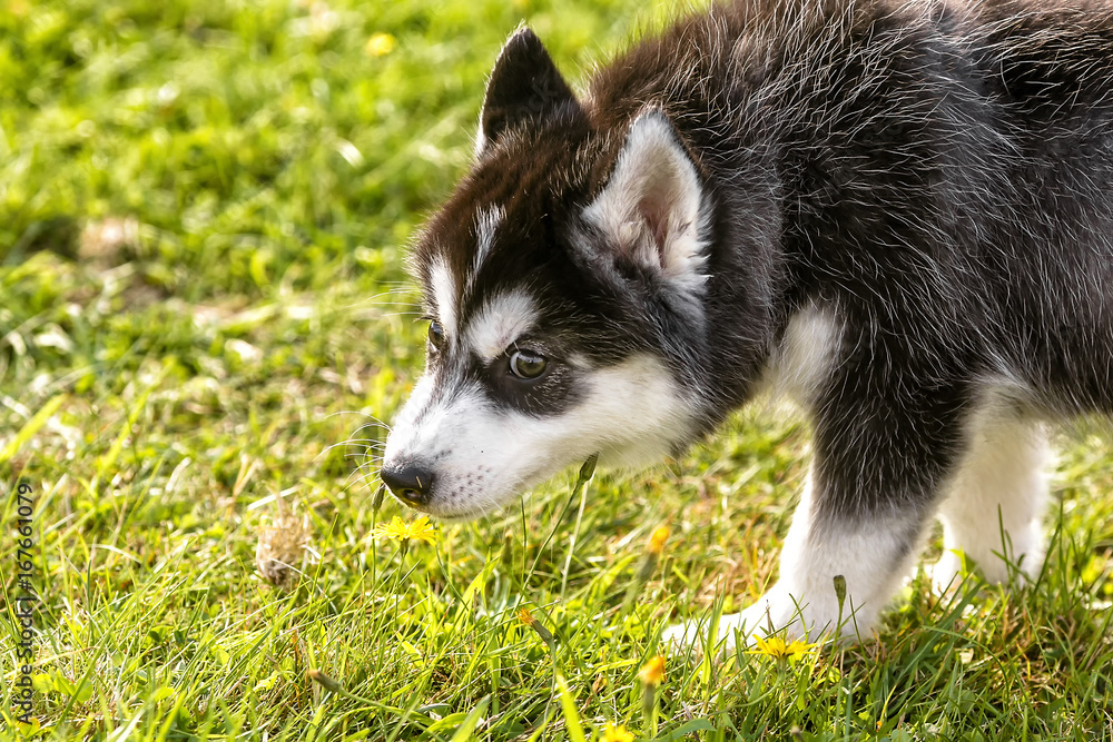  .husky puppy sniffs the grass