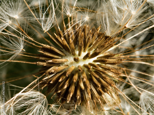 Fototapeta Naklejka Na Ścianę i Meble -  Samen vom Löwenzahn, Makrofotografie
