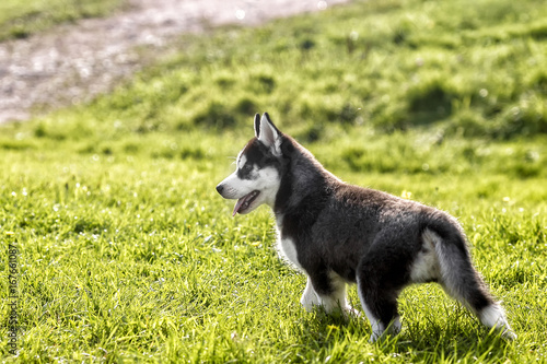  .husky puppy looks back