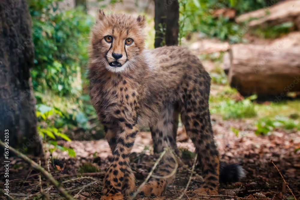 Fototapeta premium Cheetah