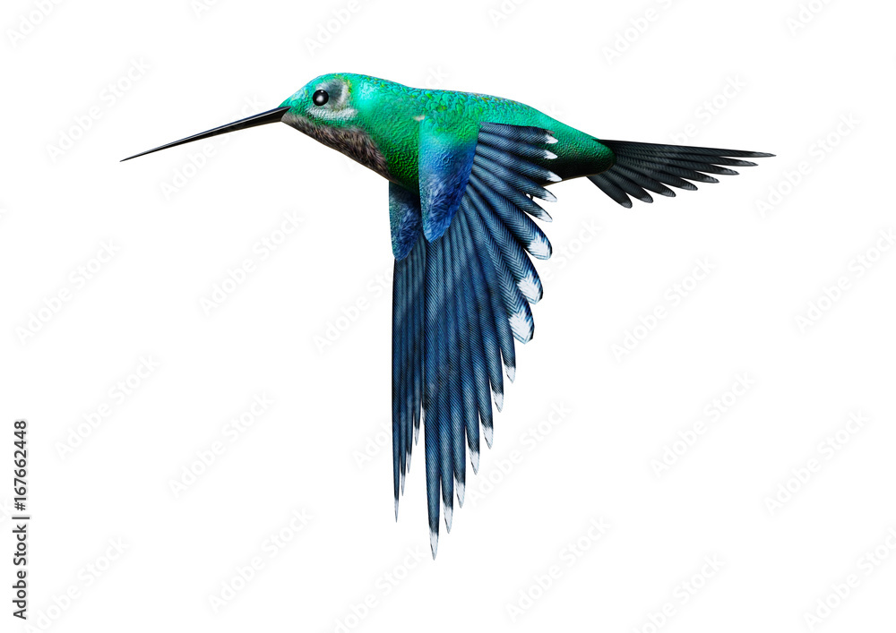 Obraz premium 3D Rendering Humming Bird on White